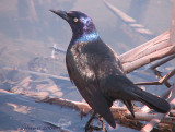 Quiscale bronz - Common Grackle 