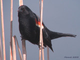 Carouge  paulettes - Red-winged Blackbird