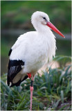 White Stork