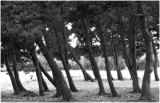 Leaning trees
