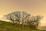 Mussenden golden trees