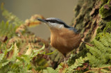 European Nuthatch - Boomklever