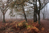 Oak forest, fog - Eikenbos, mist