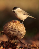 Marsh tit - Glanskop