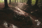 Spreng, tegenlicht - Brook, backlighting
