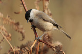 Marsh tit - Glanskop