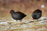 Common Moorhen - Waterhoen