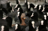 Mallard and Coots - Wilde eend en Meerkoeten