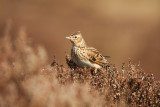 Veldleeuwerik - Sky Lark