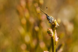 Green Hairstreak - Groentje