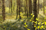 Spring Forest - Lentebos, tegenlicht