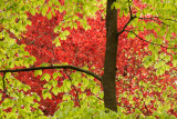 Beech green and red - Beuk, groen en rood