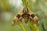 Lime Hawk-moth - Lindepijlstaart