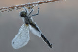 Black Darter - Zwarte Heidelibel