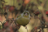 Greenfinch - Groenling