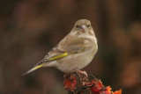 Greenfinch - Groenling