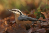 Nuthatch - Boomklever