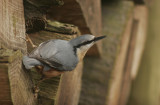 Boomklever - Nuthatch