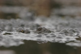 Brown frog - Bruine kikker