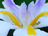 Copy of CSC_0051 Small.JPG