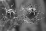 Nigella