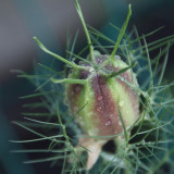 Nigella