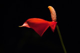 Bloomin
