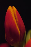 Tulip...