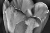02 Tulip