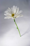 13 Daisy
