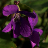 22 Violets