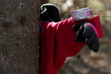 Tree Hugger