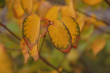 Katsura