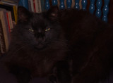 The Cat Came Back....