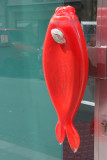 Fish Door