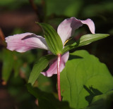 Trillium