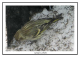 Tarin des pins - Pine Siskin	 - Carduelis pinus (Laval Qubec) ( teinte verte )