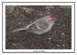 Sizerin flamm - Greater Common Redpoll - Carduelis flammea (Laval Qubec)