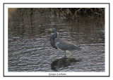 Aigrette tricolore - Egretta tricolor ( Chincoteaque NWR )