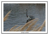 Aigrette tricolore - Egretta tricolor ( Chincoteaque NWR )