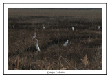 Grande Aigrette - Ardea alba ( Bombay Hook NWR )