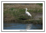 Aigrette neigeuse - Egretta thula ( Pea island NWR )