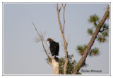 Urubu noir - Coragys atratus ( Alligator river NWR  )