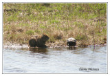 Nutria- Myocastor coypus ( Mattamuskeet NWR )