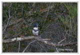 Martin pcheur dAmrique -  Ceryle alcyon ( Chincoteaque NWR )