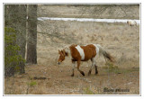 Wild Horse of the Outers Banks