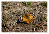 4434 - Vanesse de Virginie - Vanessa virginiensis ( Chicoteaque island )