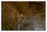 Grèbe à bec bigarré - Podilymbus podiceps ( Chincoteaque NWR )