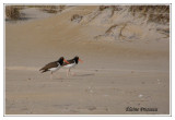 Huîtrier d'Amérique - Haematopus palliatus ( Chincoteaque NWR )