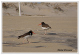 Huîtrier d'Amérique - Haematopus palliatus ( Chincoteaque NWR )